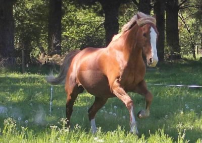 Horse in meadow running